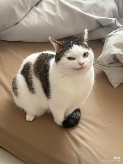 Это что, котовторник?