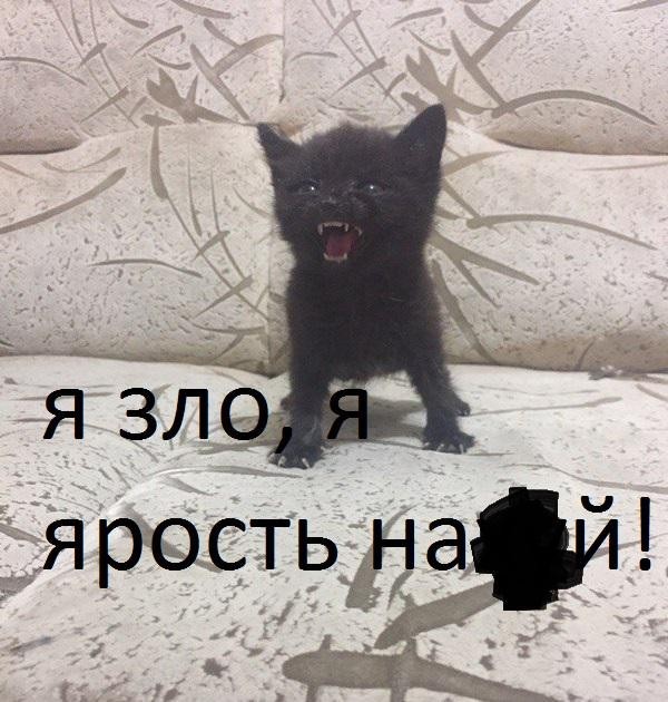 Это что за покемон?!