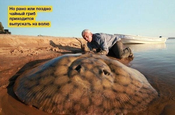 Картинки для деградации 187 (разной степени свежести