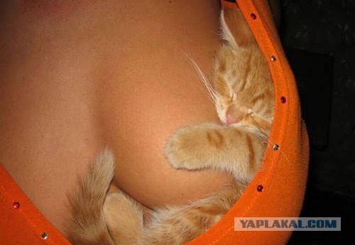 Дешёвый дом для кота.