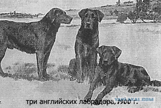 О, my dog
