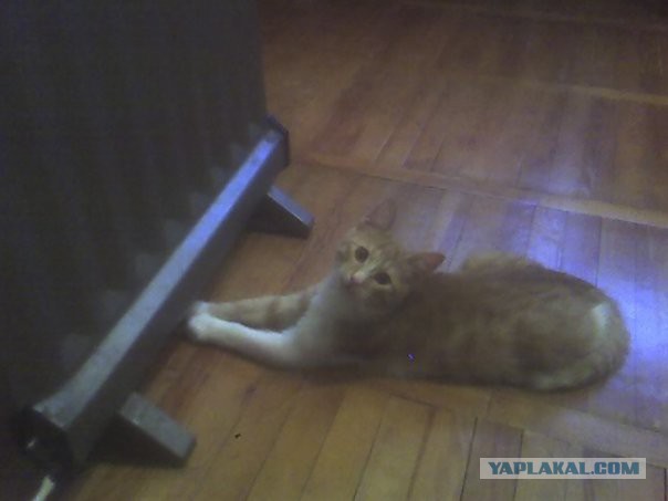 Котовторник 04.03.2014