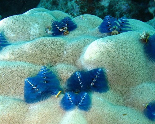 Новогодний червь