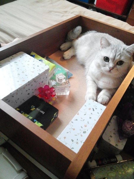 Котовторник   15.04.2014
