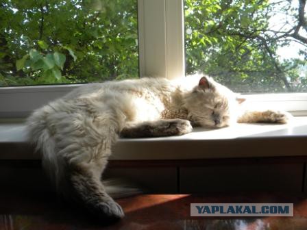 Котовторник 22.04.2014