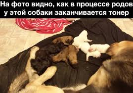 Мама, я родился!