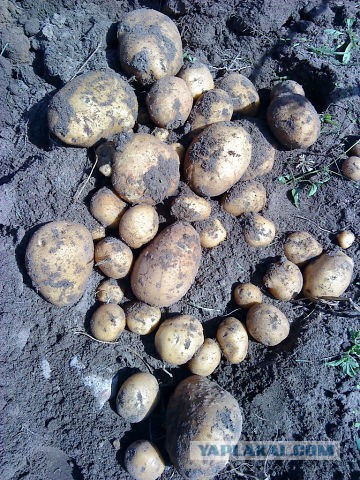 Рекордный урожай картофеля 2014