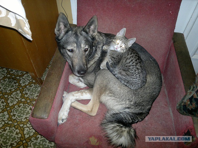 Котовторник 28.10.2014