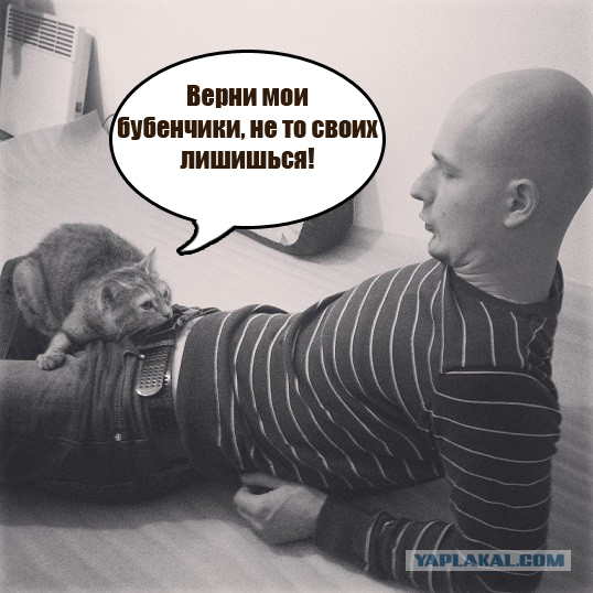 Котовторник 25.11.2014