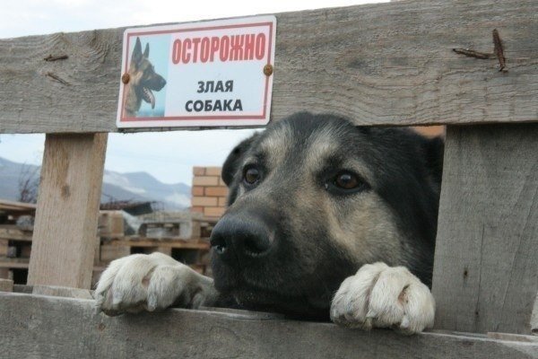 Весёлые картинки