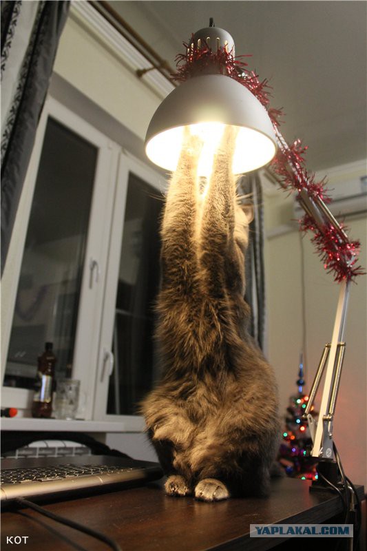 Котовторник 30.12.2014