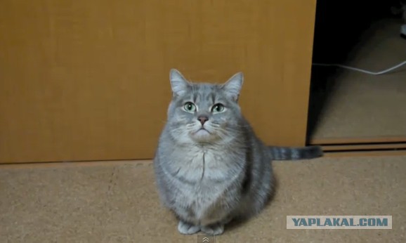 Почему кошка ложится на больное место человека?