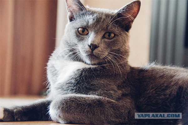 Котовторник 29-09-2015,