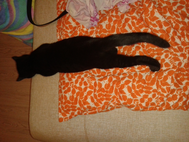 Про котов