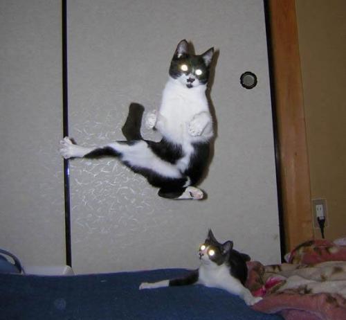 Коты, кошки, котята
