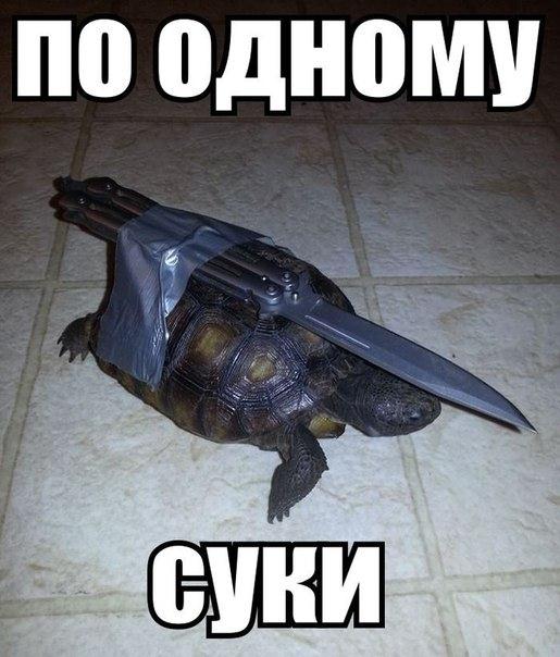Приколы из сети