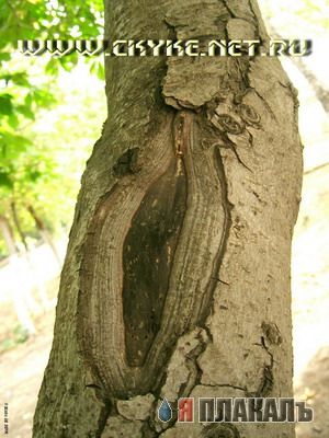 Эта сексуальная природа. РАСТЕНИЯ, ПЕЙЗАЖИ