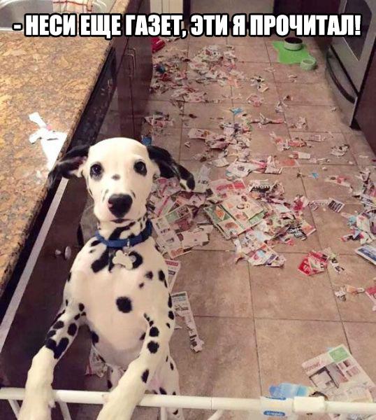 Пучок смешных картинок