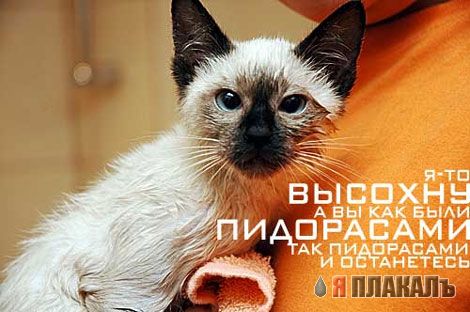 Коты, кошки, котята