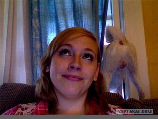 19 фотографий, где фон намного интересней переднего плана