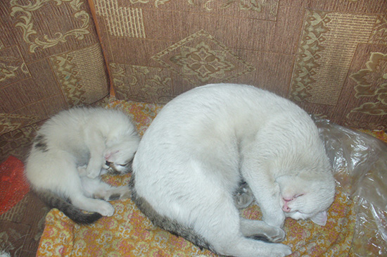 Котовторник  01.03.2016