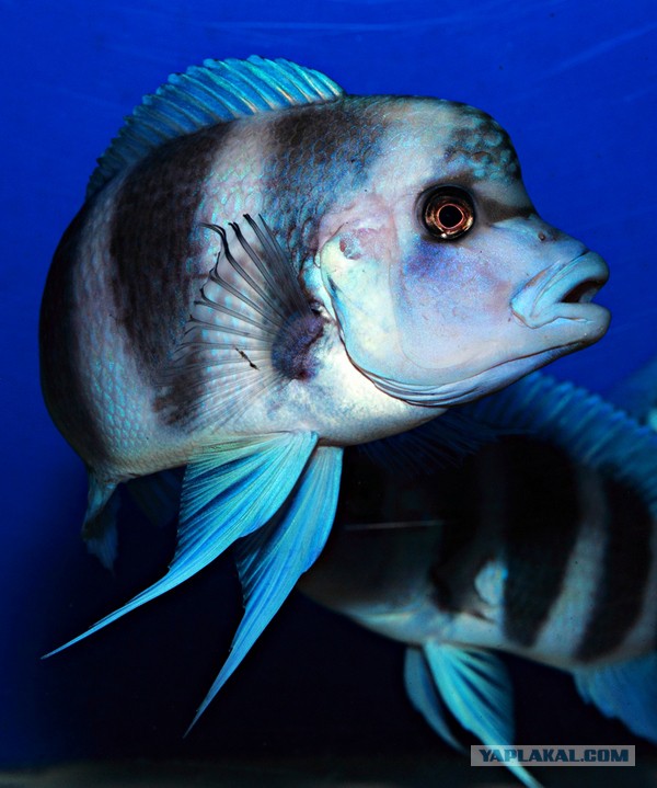 А запилю-ка я пост про рыбок (покажите своим котикам)