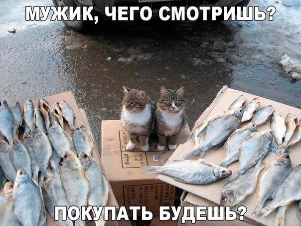 Мохнатые беспредельщики