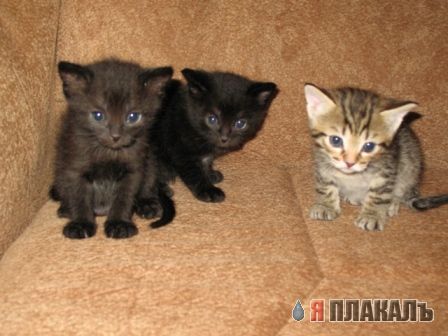 А вот и котовторник!