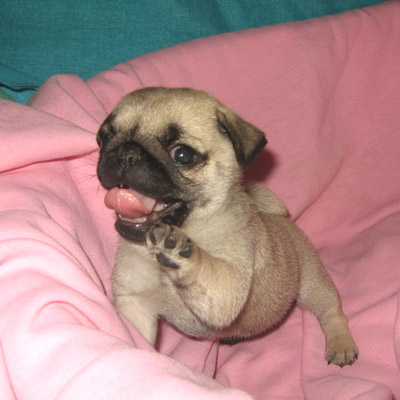 Мопсы - забавная порода собак!