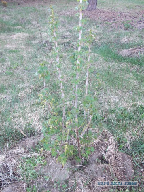 Хорошо иметь домик в деревне. История из жизни.