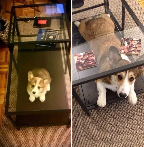 Прикольные животные