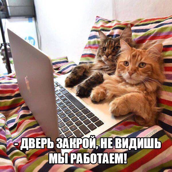 Прикольные животные