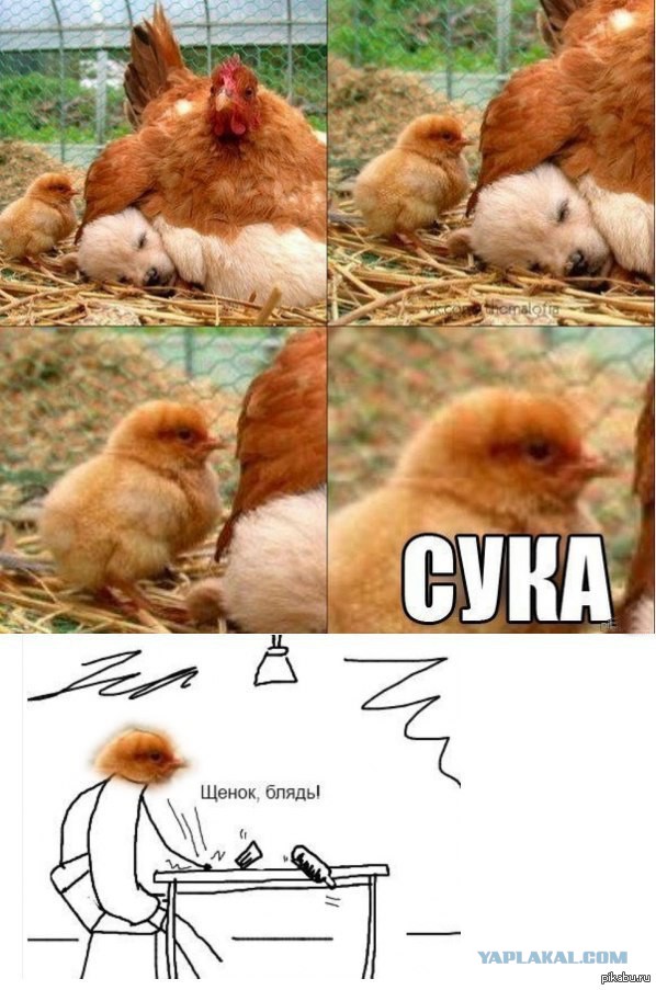 Юмор не для всех