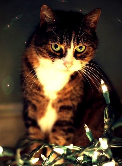 Коты из сети