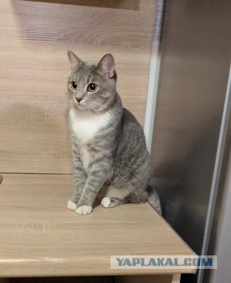 Котовторник  14.02.2017