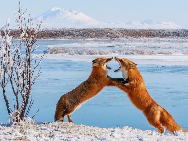 Самые смешные животные