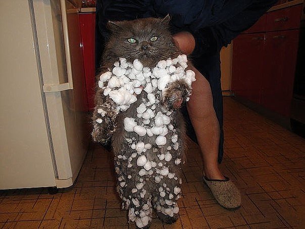 Коты и Кошки