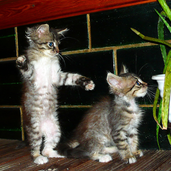 Коты и Кошки
