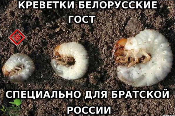 Продуктовый "нацизм". Чем питаются в Ирландии