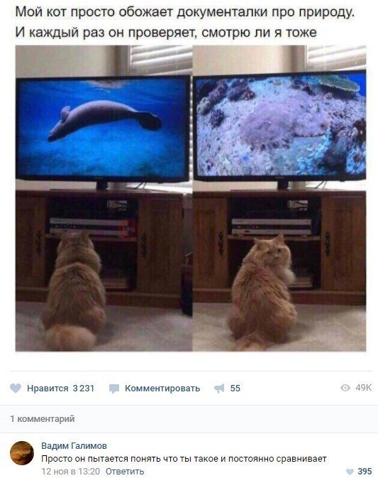 Коты и Кошки
