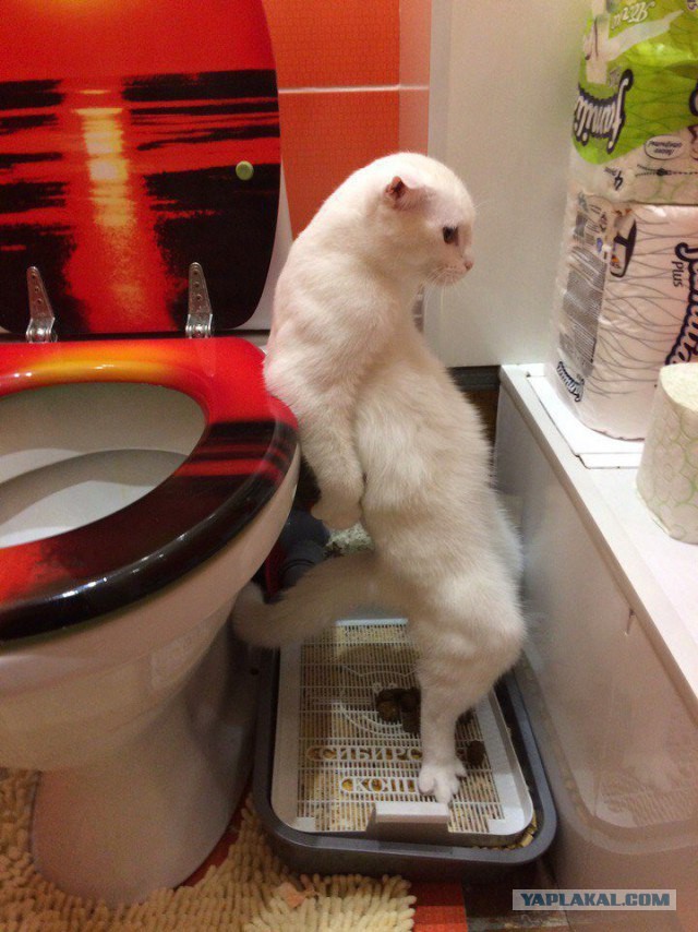 Запилю-ка я картинок