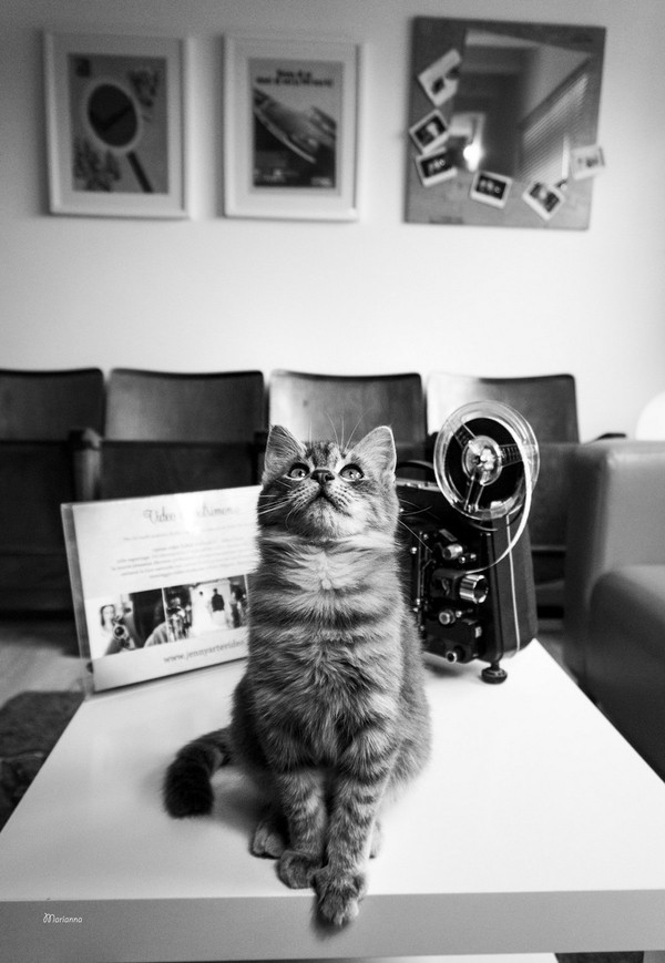 Прикольных котов пост