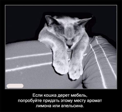 Интересные факты о кошках в картинках, 90 штук