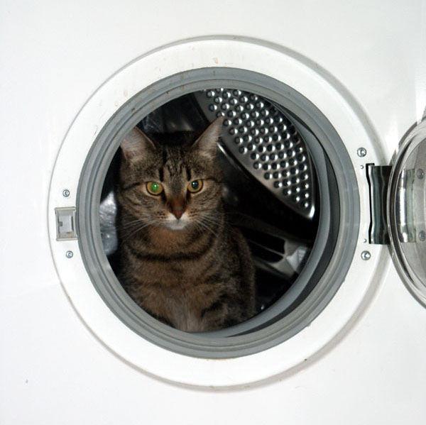 Котейкин вторник! Космический 12.04!
