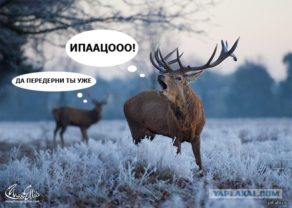 Про современных Аленей