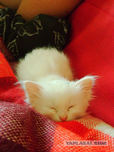 Котовторник 06.12.2011