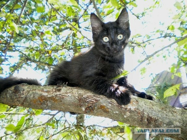Первый КОТОВТОРНИК 2012