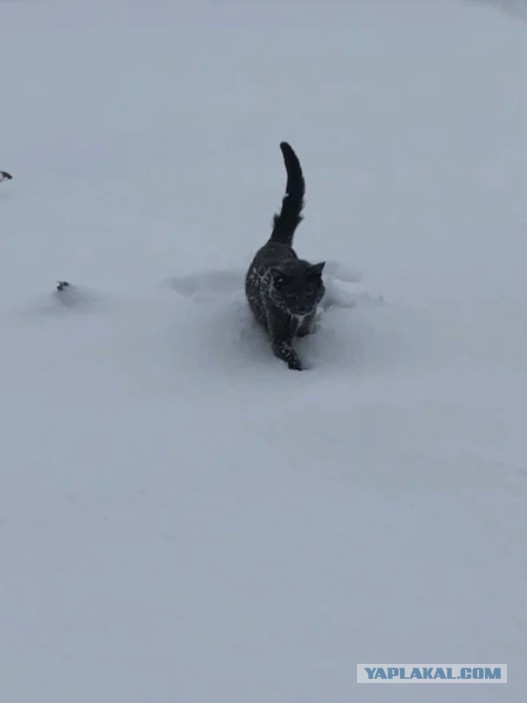 "Он стоял в снегу и скалился": деревенский охотник нашел кота в глухом лесу