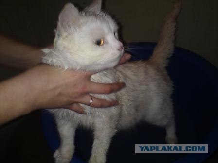Котовторник 17 января
