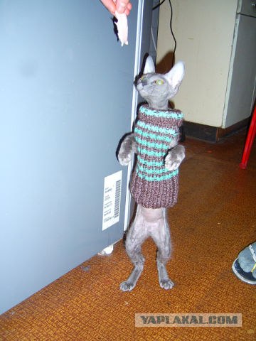 Котовторник 24.04.2012